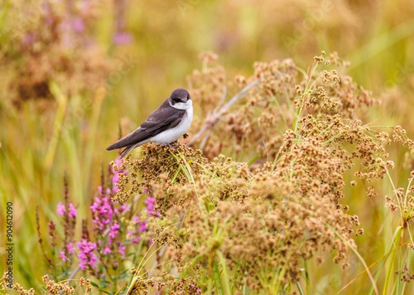 Fototapeta Tree Swallow in a marsh