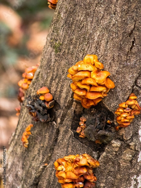 Obraz mushrooms on tree