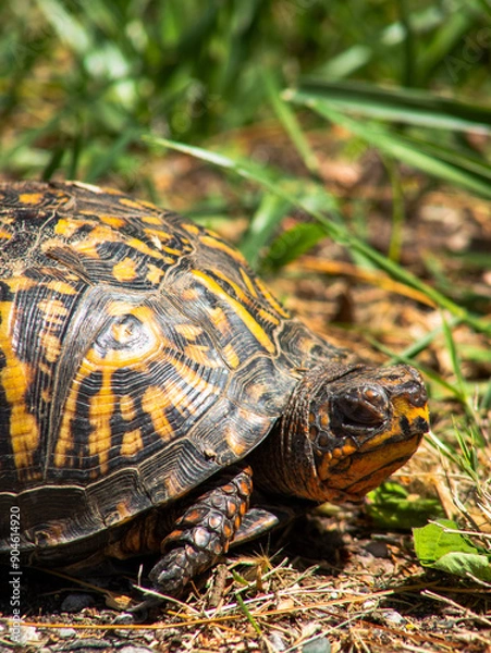 Obraz Box Turtle in Grass
