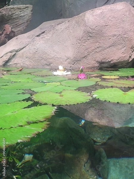 Obraz Water reflections and landscape