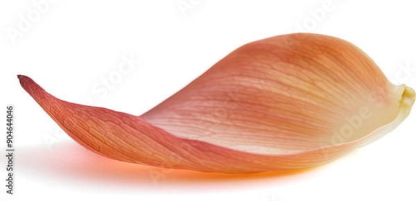 Obraz Delicate flower petal