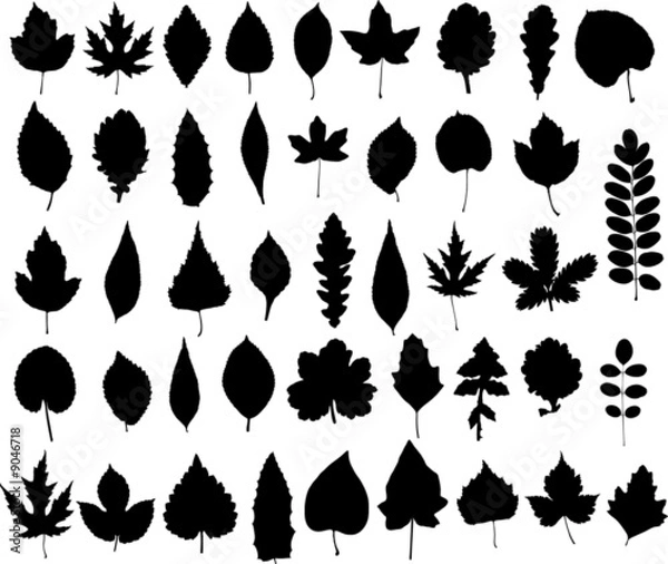 Fototapeta set of leaf silhouette