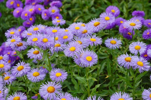 Obraz Purple aster flowers
