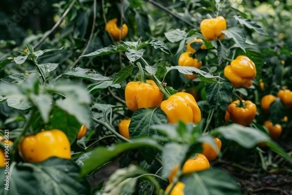 Obraz Yellow juicy sweet peppers on field on a sunny day. The concept of growing vegetables, agribusiness development.
