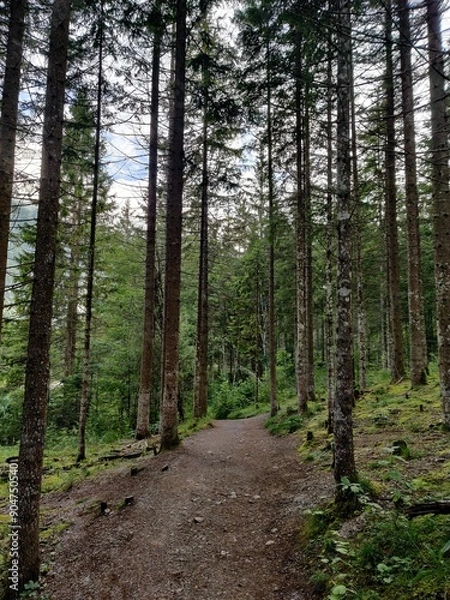 Fototapeta Forest trail