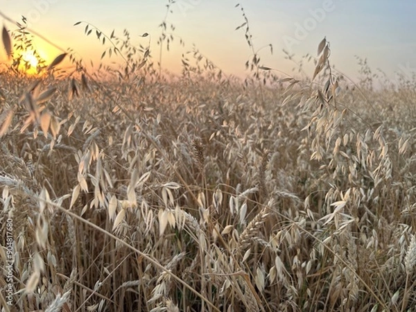 Fototapeta field of wheat grass in the wind ripe wheat harvest