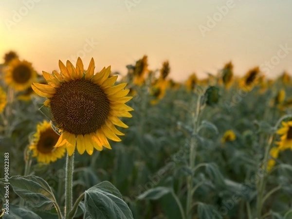 Fototapeta sunset over the field sunflower field in the morning