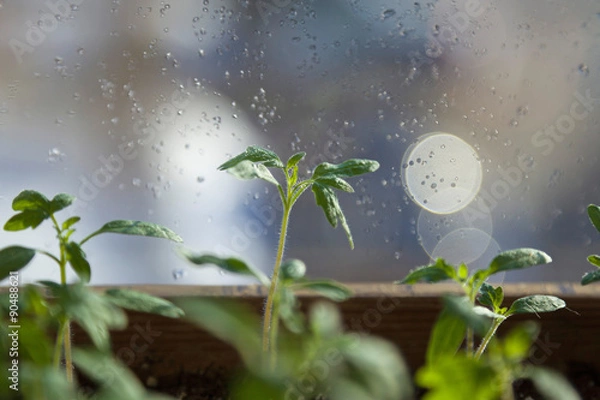 Obraz  	
Seedlings of tomatoes

