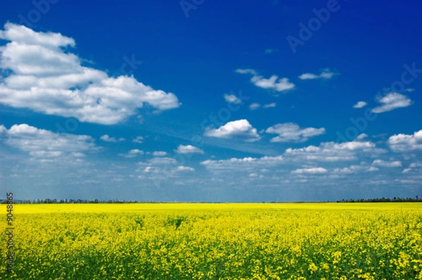 Obraz yellow rape field under a simple blue sky