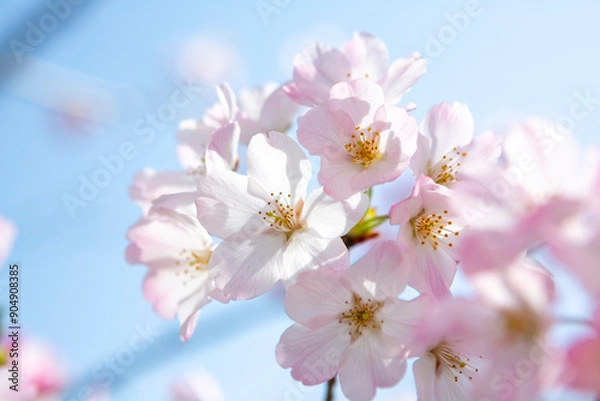 Fototapeta 逆光で写した河津桜のクローズアップ
