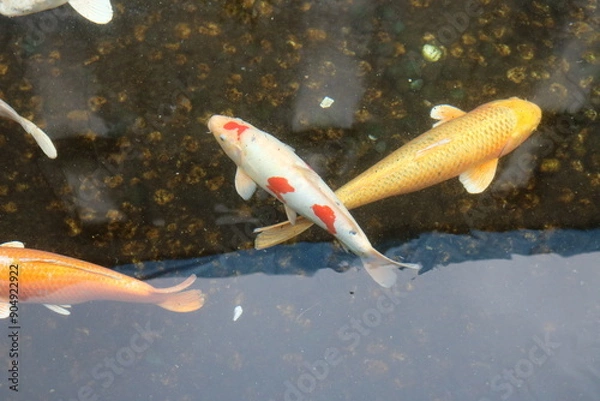 Fototapeta 금붕어들