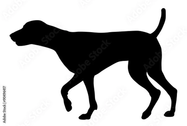 Fototapeta Hunting dog