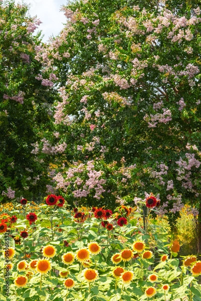 Obraz 黄色いヒマワリの花