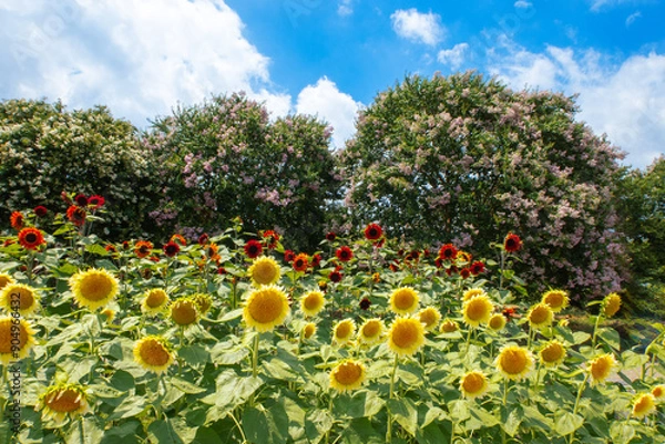 Obraz サルスベリを背景に咲く赤と黄色のヒマワリ