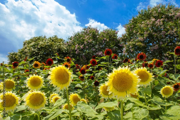 Obraz サルスベリを背景に咲く赤と黄色のヒマワリ