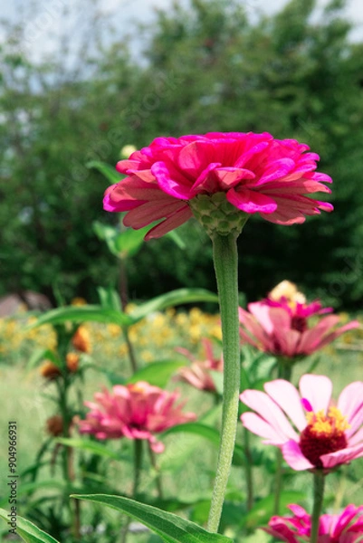 Obraz ピンクのヒャクニチソウの花