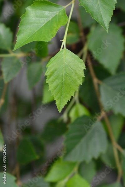 Obraz Birch Summer Cascade leaves