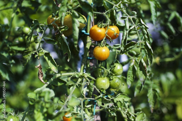 Fototapeta breeding  plum tomatoes growing on vine in garden in. natural