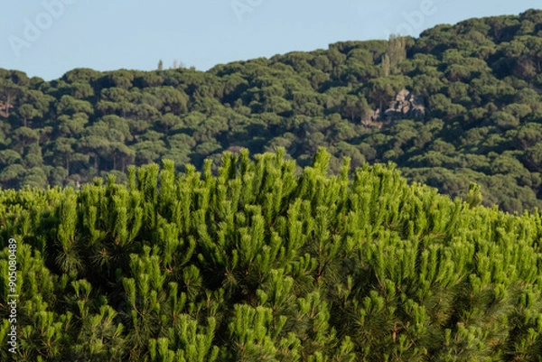 Fototapeta Forest of lush green pine trees in wilderness mountain  forrest