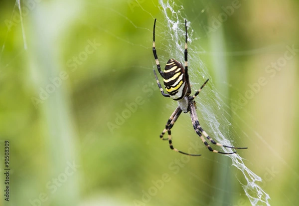 Obraz Black and yellow garden spider on web.
