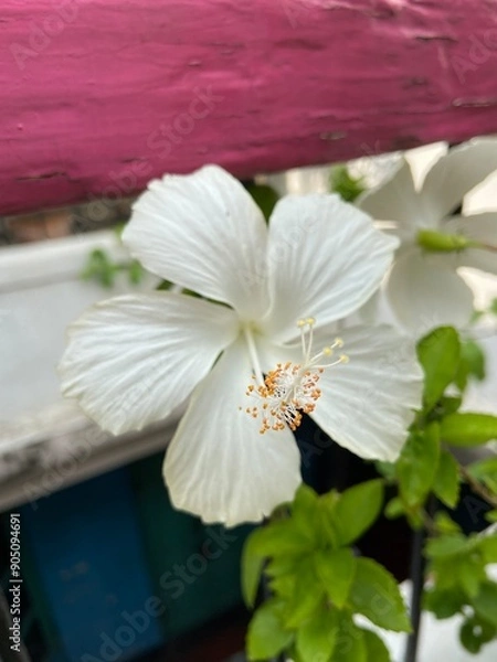 Obraz white hibiscus flower