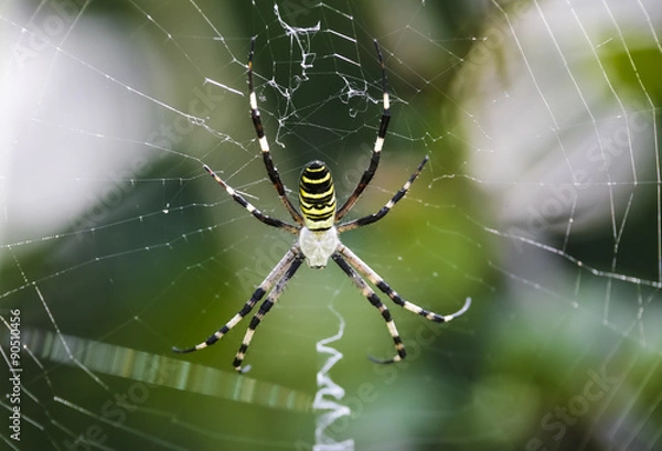 Obraz Black and yellow garden spider on web.