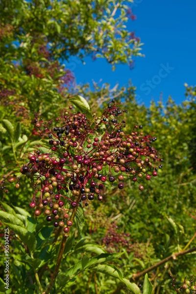 Fototapeta Schwarzer Holunder (lat.: Sambucus nigra) - Hochformat