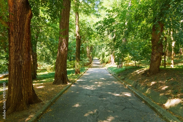 Obraz city park in the summer season, nature and old weathered path, beautiful view