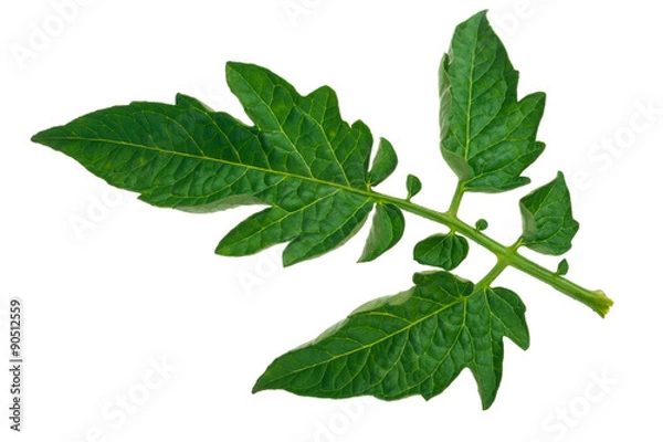 Obraz Tomato leaf