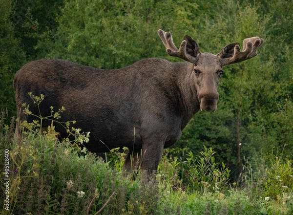 Fototapeta Close up portrait of a wild big adult moose on a field in a ealy summer morning in Northern Norway