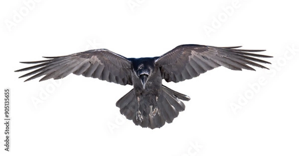 Fototapeta A beautiful raven (Corvus corax) in flight isolated on transparent background