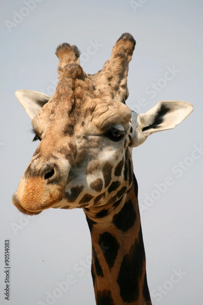 Fototapeta Giraffe in a Zoo