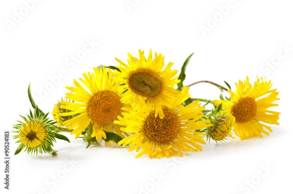 Obraz Medicinal plant. Elecampane (Inula helenium) isolated on white background