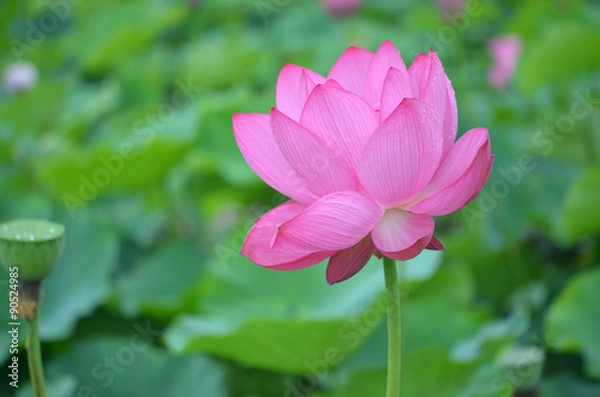 Fototapeta ハスの花