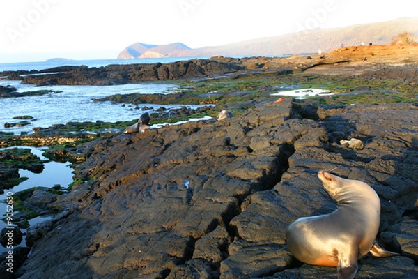 Obraz Sea Lions play on the shores of the Galapagos Islands