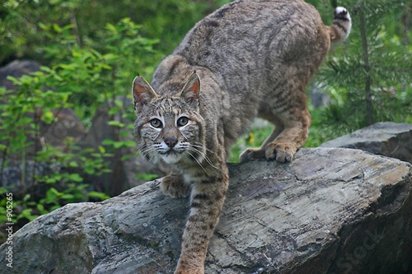 Fototapeta ryś amerykański