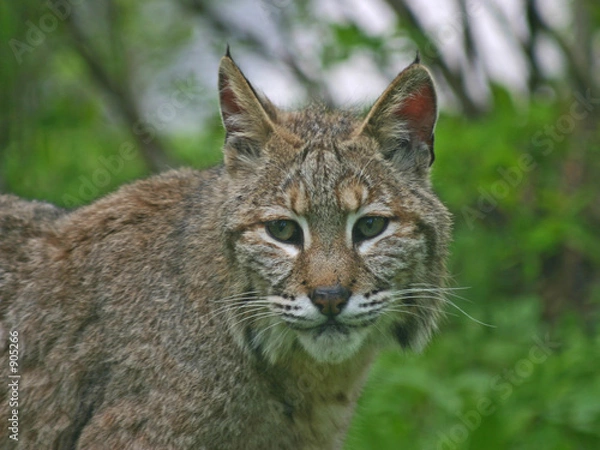Fototapeta bobcat
