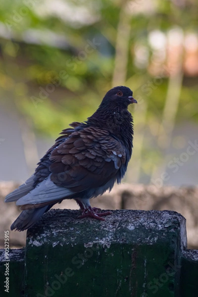 Fototapeta Pigeon perched on the fence with fluffy feathers. Pigeon with beautiful brown feather pattern. Side view.