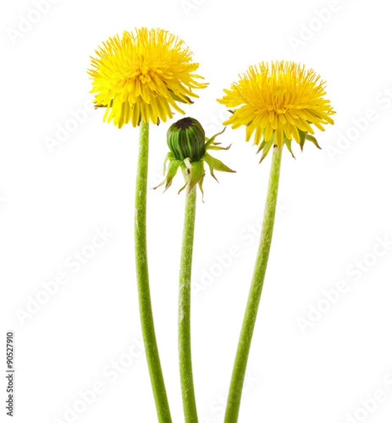 Obraz Flowers and a bud of dandelion (Taraxacum officinale), isolated on white background