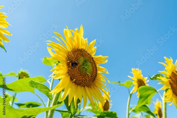 Fototapeta 夏の青空と、満開のひまわり