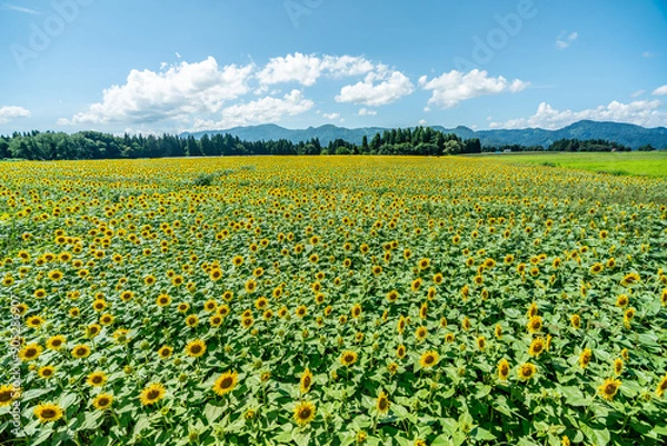 Fototapeta 夏の青空と、広大に広がるひまわり畑