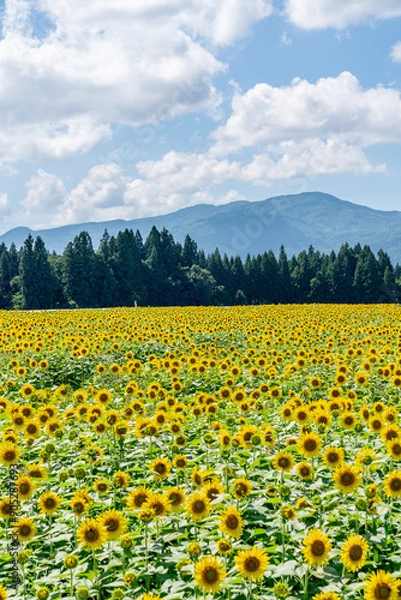 Fototapeta 夏の青空と、広大に広がるひまわり畑