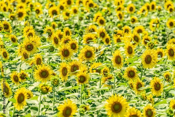 Fototapeta 夏の青空と、広大に広がるひまわり畑