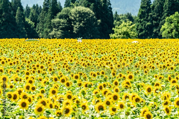 Fototapeta 夏の青空と、広大に広がるひまわり畑