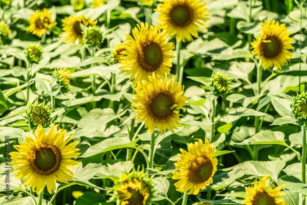 Fototapeta 夏の青空と、広大に広がるひまわり畑