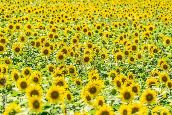Fototapeta 夏の青空と、広大に広がるひまわり畑