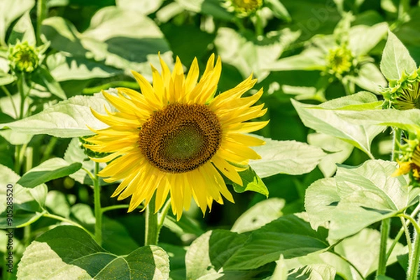 Fototapeta 夏の青空と、広大に広がるひまわり畑