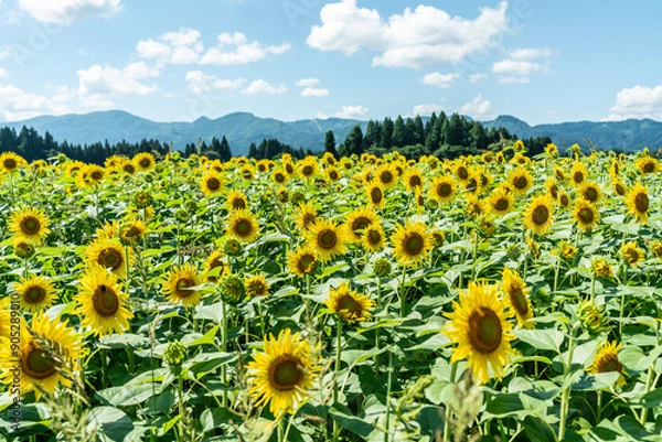 Fototapeta 夏の青空と、広大に広がるひまわり畑