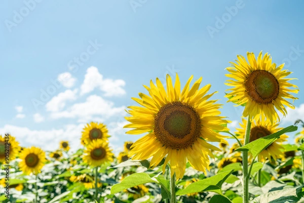 Fototapeta 夏の青空と、満開のひまわり
