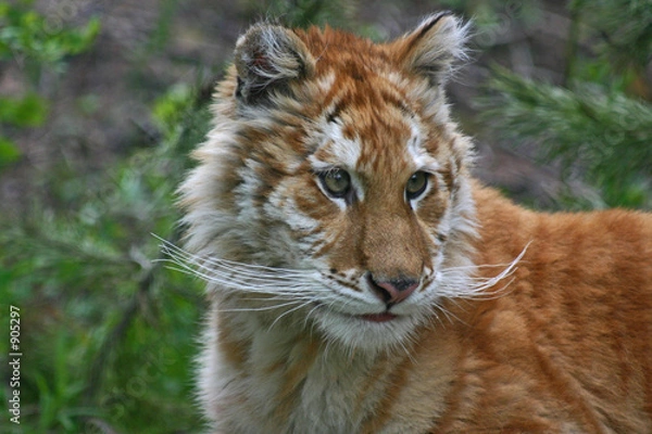 Fototapeta golden tabby tiger